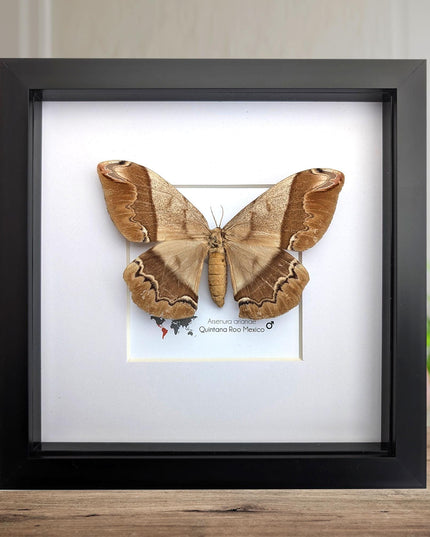 Framed Arsenura Armida Moth, Female Taxidermy, Entomology Gift
