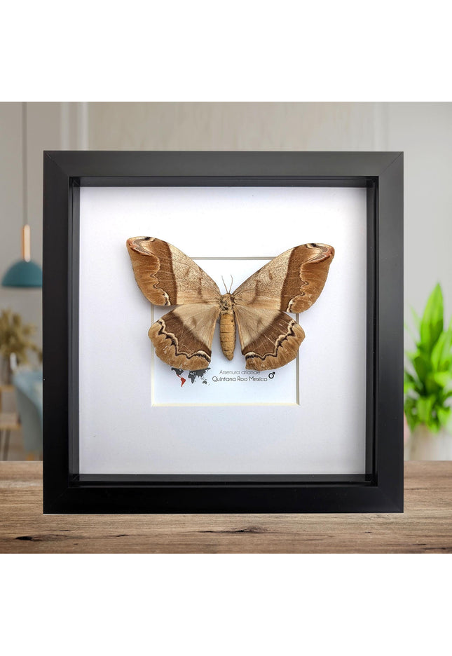 Framed Arsenura Armida Moth, Female Taxidermy, Entomology Gift