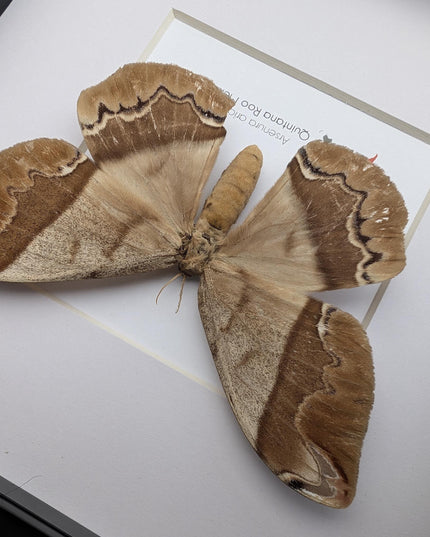 Framed Arsenura Armida Moth, Female Taxidermy, Entomology Gift