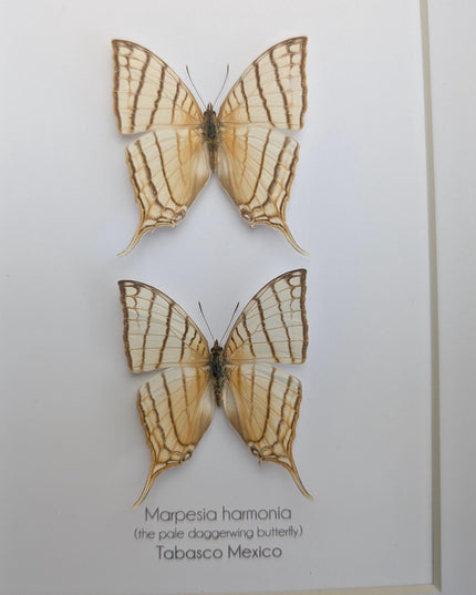 Framed Marpesia Harmonia Pair, Pale Daggerwing Butterfly, Nature Art (8" x 10")