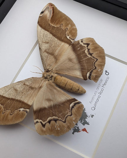 Framed Arsenura Armida Moth, Female Taxidermy, Entomology Gift