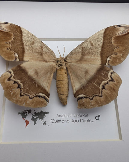 Framed Arsenura Armida Moth, Female Taxidermy, Entomology Gift