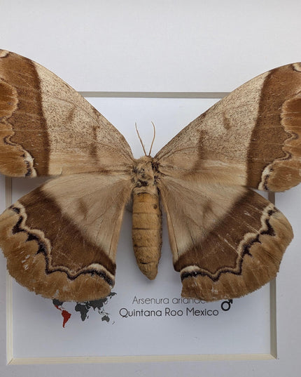Framed Arsenura Armida Moth, Female Taxidermy, Entomology Gift