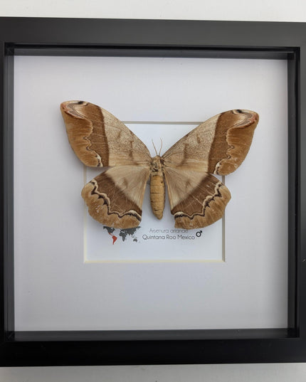 Framed Arsenura Armida Moth, Female Taxidermy, Entomology Gift