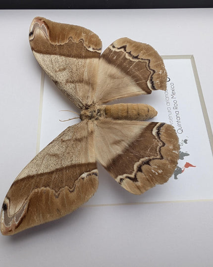 Framed Arsenura Armida Moth, Female Taxidermy, Entomology Gift