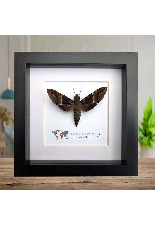 Framed african hawk moth: ethically sourced entomology display