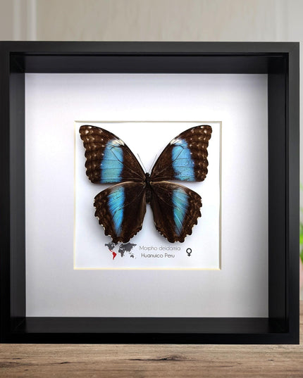 Framed morpho butterfly display: ethically sourced deidamia wall art
