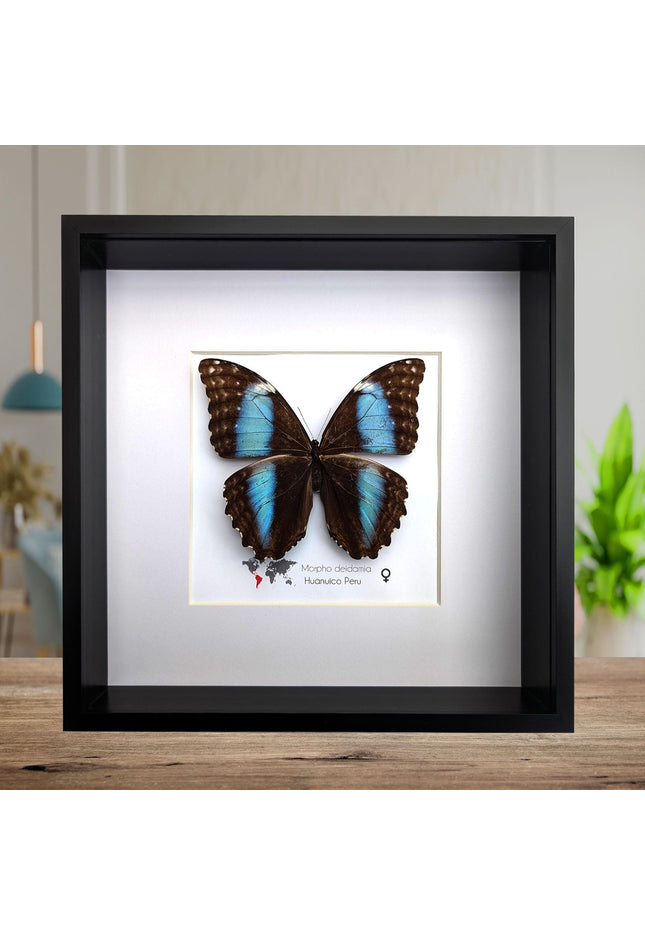 Framed morpho butterfly display: ethically sourced deidamia wall art