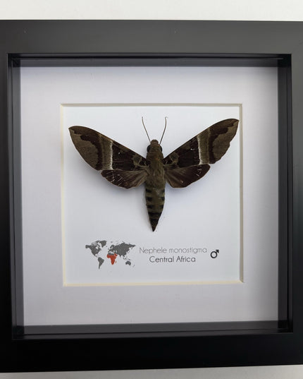 Framed african hawk moth: ethically sourced entomology display