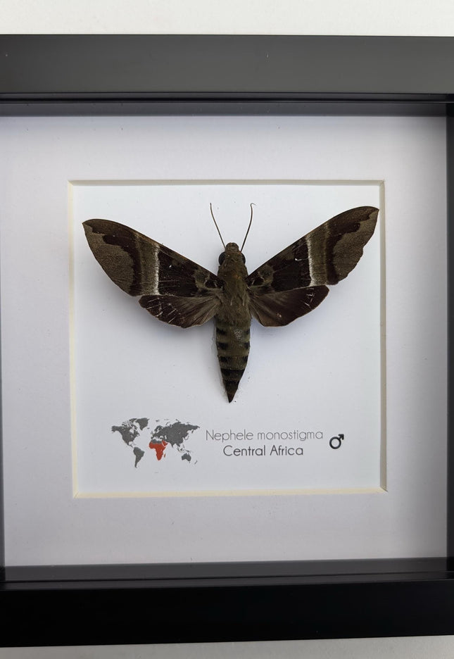 Framed african hawk moth: ethically sourced entomology display