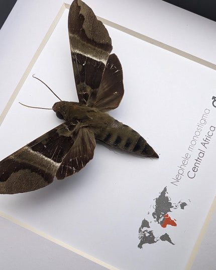 Framed african hawk moth: ethically sourced entomology display