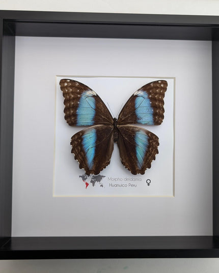 Framed morpho butterfly display: ethically sourced deidamia wall art