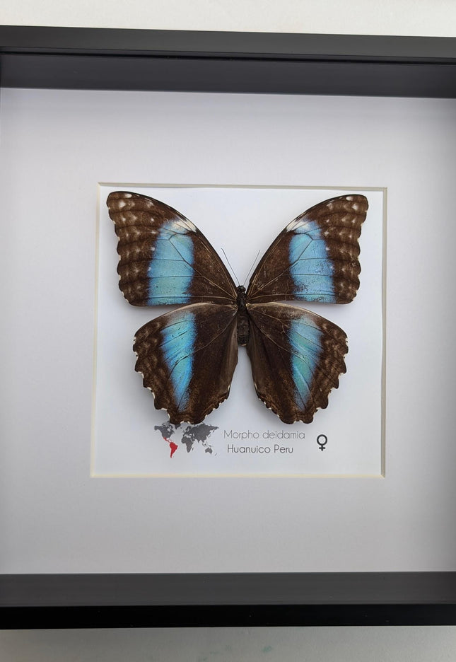 Framed morpho butterfly display: ethically sourced deidamia wall art