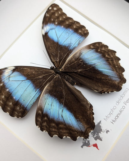 Framed morpho butterfly display: ethically sourced deidamia wall art