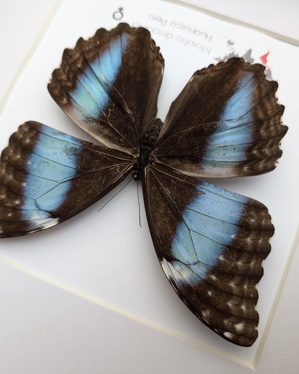 Framed morpho butterfly display: ethically sourced deidamia wall art