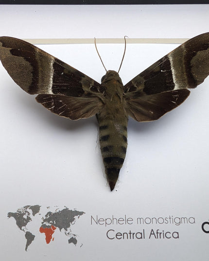 Framed african hawk moth: ethically sourced entomology display