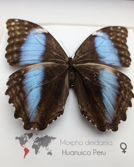 Framed morpho butterfly display: ethically sourced deidamia wall art