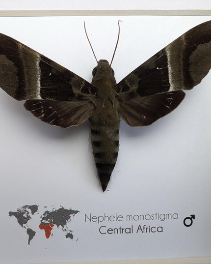 Framed african hawk moth: ethically sourced entomology display