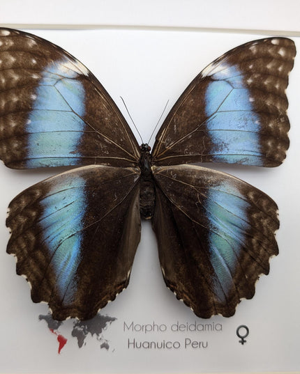 Framed morpho butterfly display: ethically sourced deidamia wall art