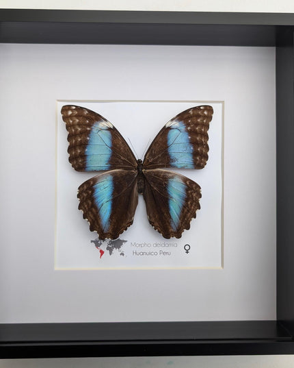 Framed morpho butterfly display: ethically sourced deidamia wall art