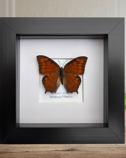 Framed tropical leafwing butterfly: ethically sourced entomology wall art