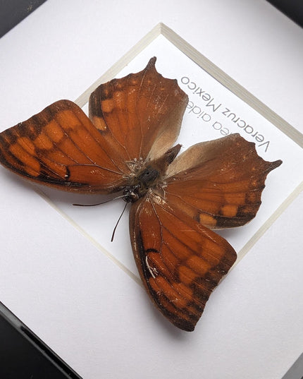 Framed tropical leafwing butterfly: ethically sourced entomology wall art