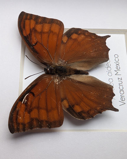 Framed tropical leafwing butterfly: ethically sourced entomology wall art
