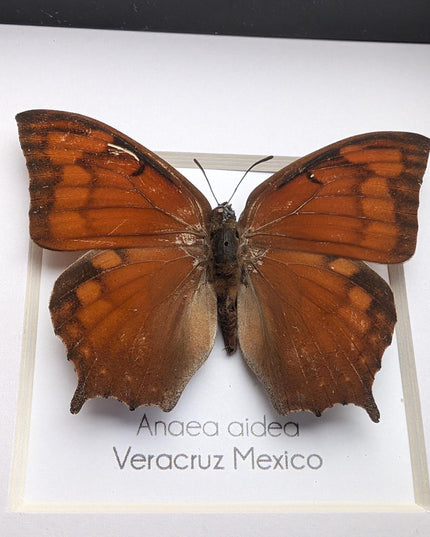 Framed tropical leafwing butterfly: ethically sourced entomology wall art