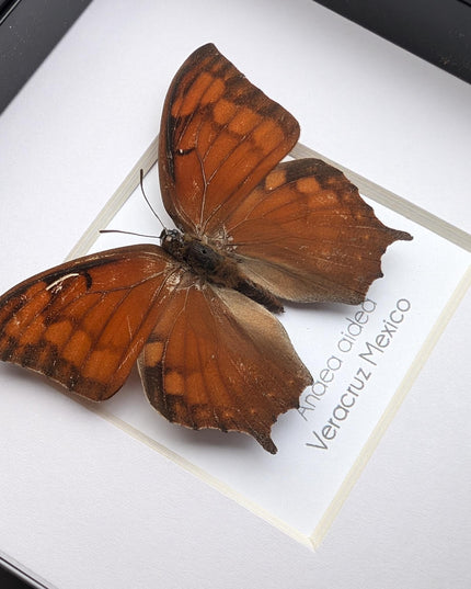 Framed tropical leafwing butterfly: ethically sourced entomology wall art