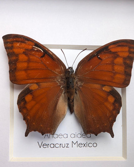 Framed tropical leafwing butterfly: ethically sourced entomology wall art