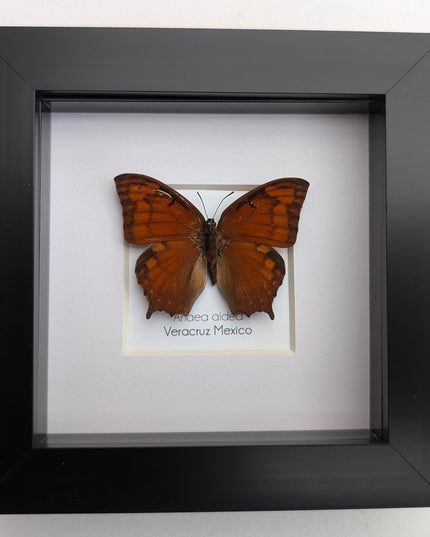 Framed tropical leafwing butterfly: ethically sourced entomology wall art