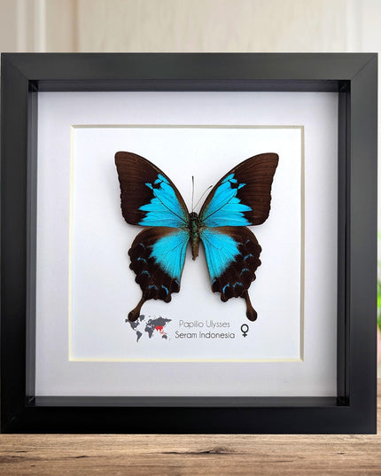 Framed ulysses swallowtail butterfly: blue mountain wall decor (8x8)