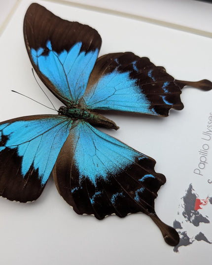 Framed ulysses swallowtail butterfly: blue mountain wall decor (8x8)