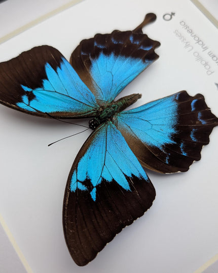 Framed ulysses swallowtail butterfly: blue mountain wall decor (8x8)