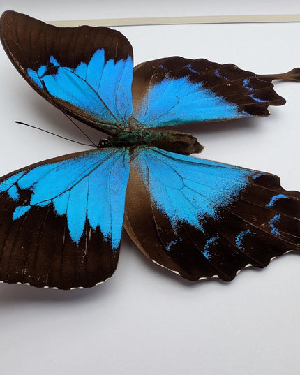 Framed ulysses swallowtail butterfly: blue mountain wall decor (8x8)