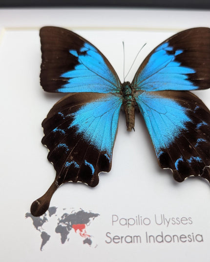 Framed ulysses swallowtail butterfly: blue mountain wall decor (8x8)