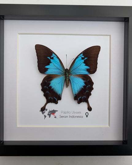 Framed ulysses swallowtail butterfly: blue mountain wall decor (8x8)