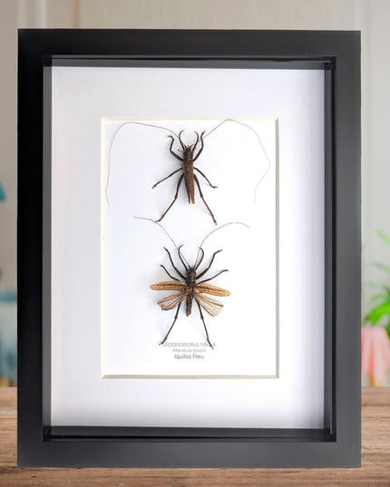 Framed shiny longhorn katydid insect display: peru, 8x10