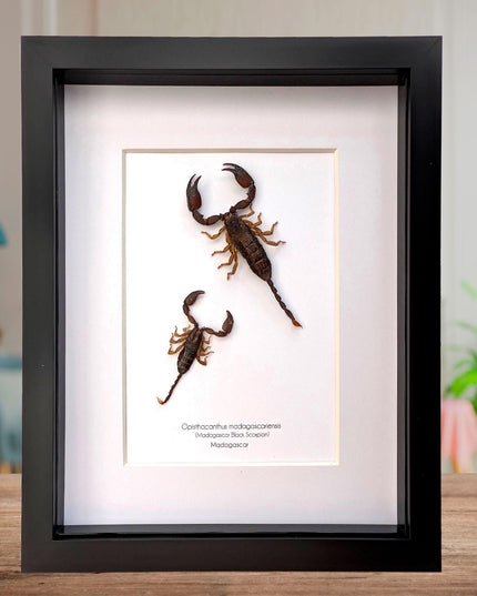 Framed madagascar forest scorpion pair: entomology display (8x10" shadowbox)