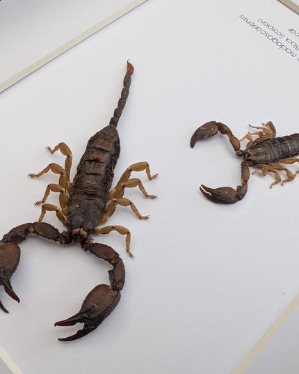 Framed madagascar forest scorpion pair: entomology display (8x10" shadowbox)