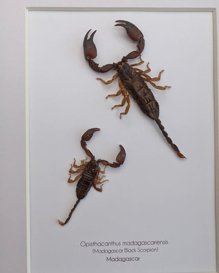 Framed madagascar forest scorpion pair: entomology display (8x10" shadowbox)