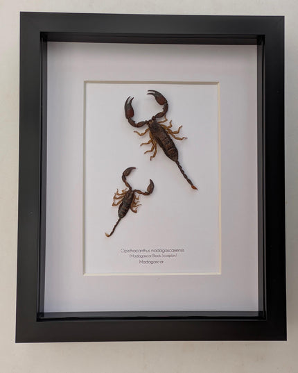 Framed madagascar forest scorpion pair: entomology display (8x10" shadowbox)