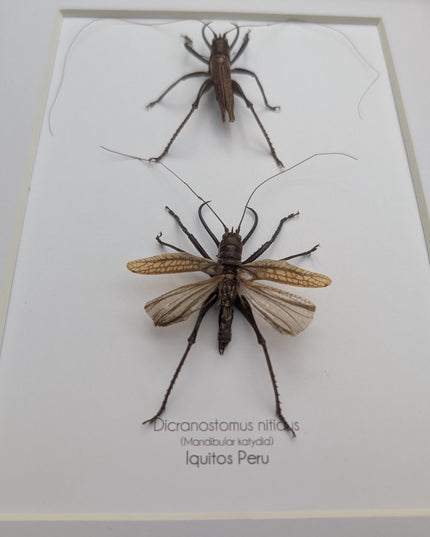 Framed shiny longhorn katydid insect display: peru, 8x10