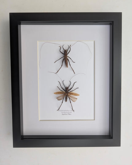 Framed shiny longhorn katydid insect display: peru, 8x10