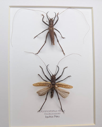 Framed shiny longhorn katydid insect display: peru, 8x10