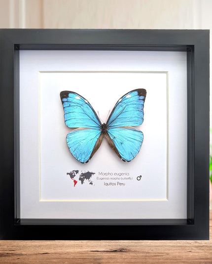 Framed Taxidermy Butterfly, Giant Iridescent Blue Morpho Eugenia, 8x8