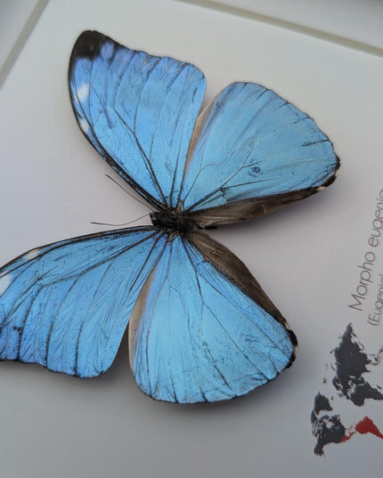 Framed Taxidermy Butterfly, Giant Iridescent Blue Morpho Eugenia, 8x8