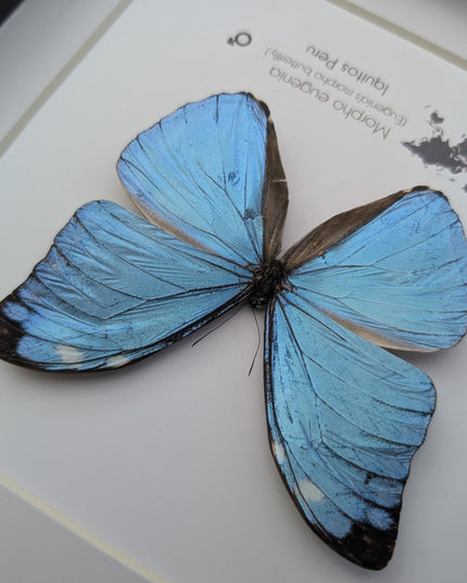 Framed Taxidermy Butterfly, Giant Iridescent Blue Morpho Eugenia, 8x8
