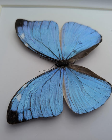 Framed Taxidermy Butterfly, Giant Iridescent Blue Morpho Eugenia, 8x8