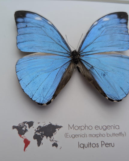 Framed Taxidermy Butterfly, Giant Iridescent Blue Morpho Eugenia, 8x8